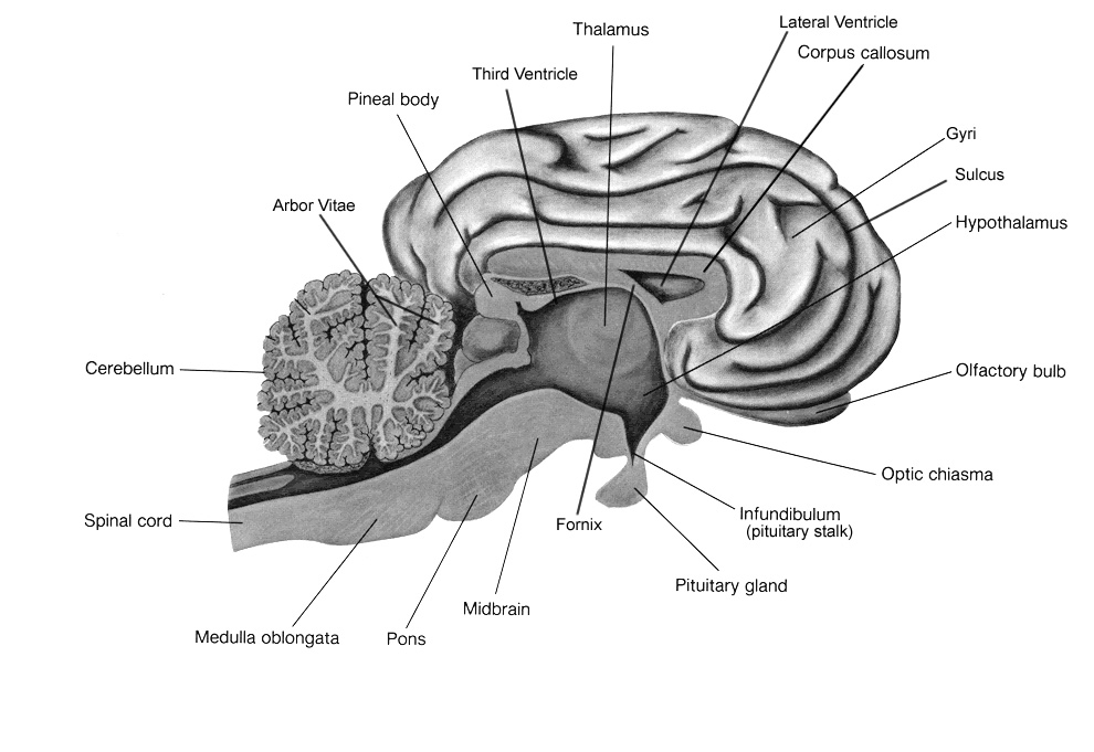  Sheep Brain Labeling Worksheet Answers Free Download Qstion co